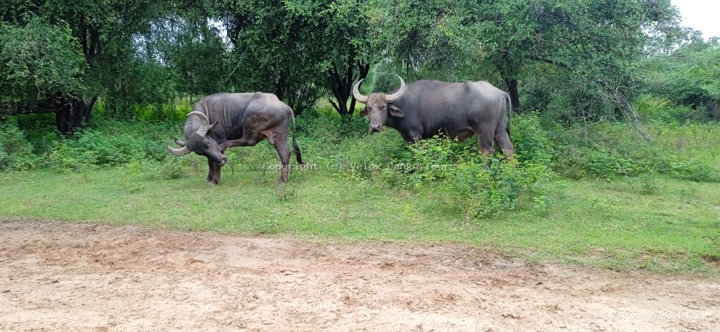 Sri Lanka tour photo