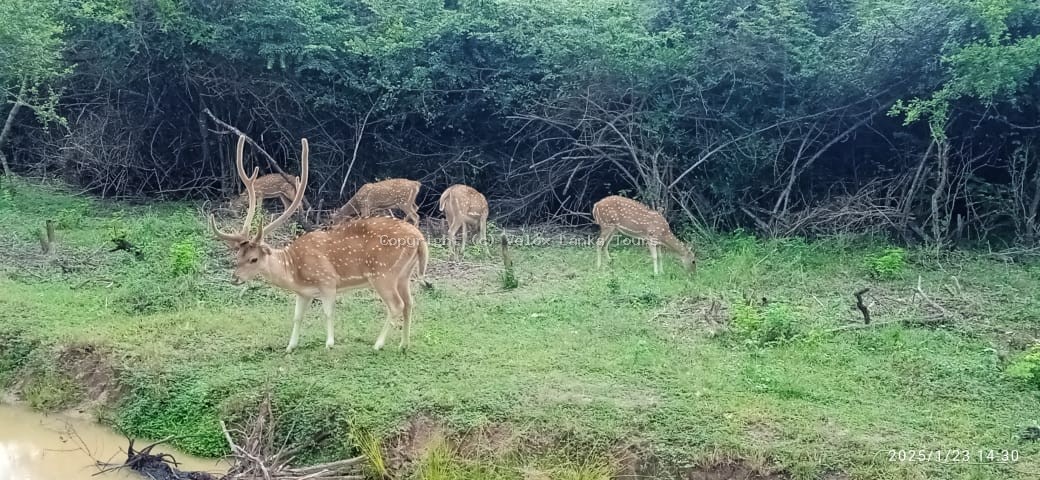 Sri Lanka tour photo