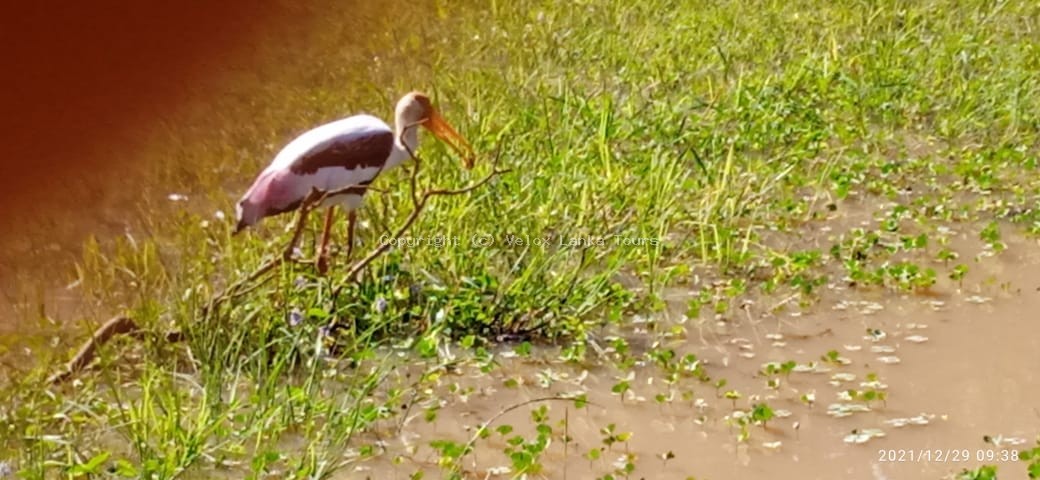 Sri Lanka tour photo