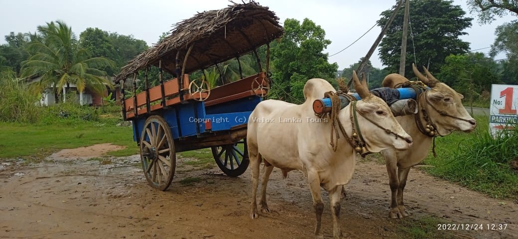Sri Lanka tour photo