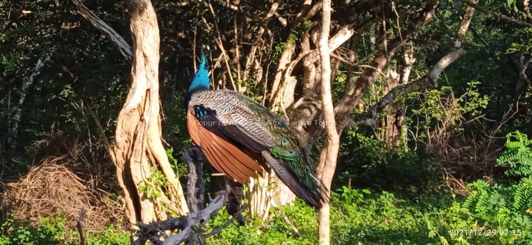 Sri Lanka tour photo