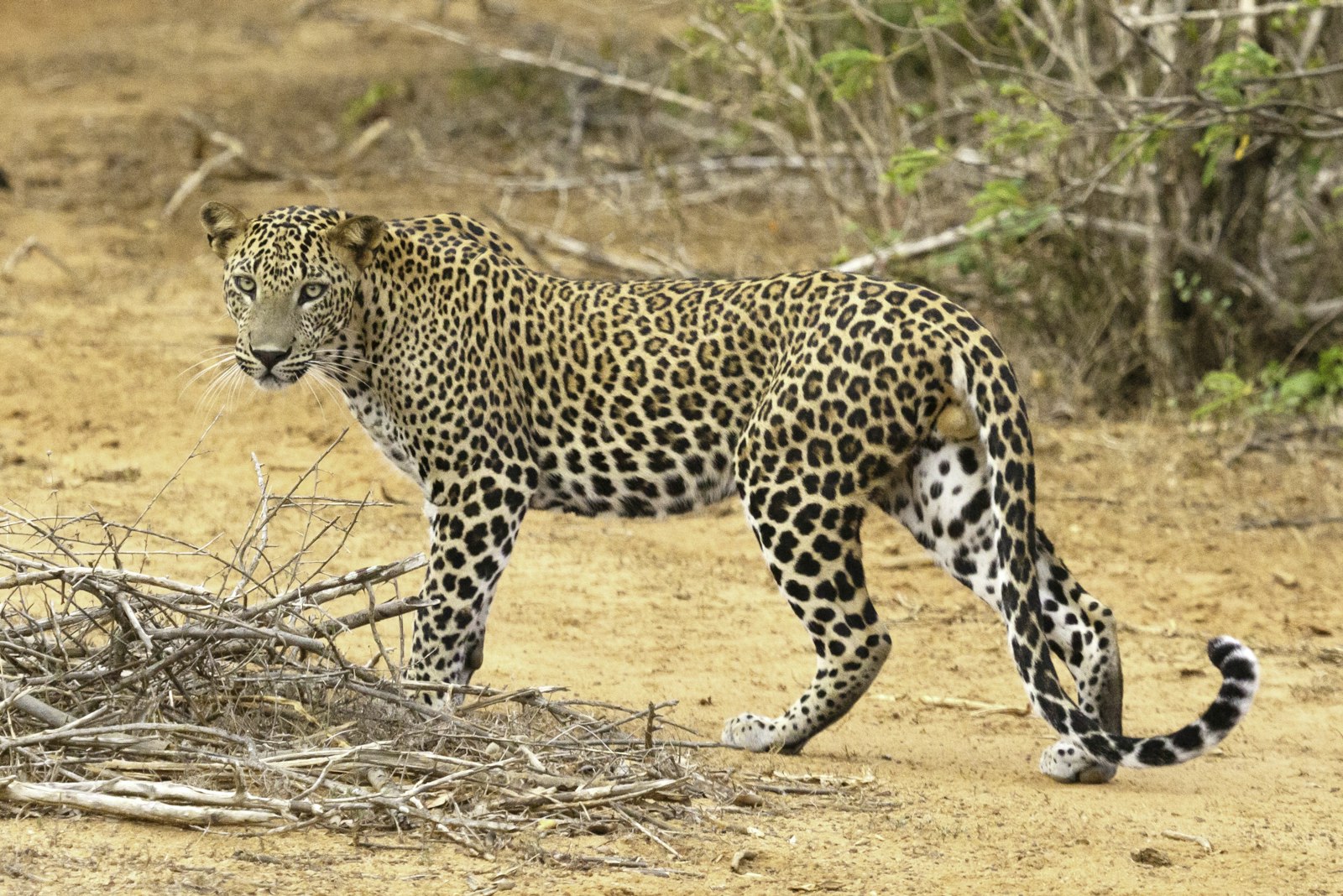 Sri Lankan leopard resting in long grass